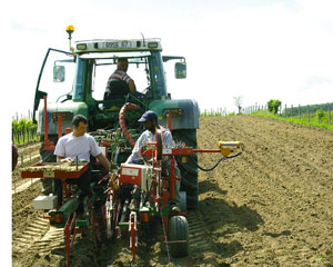 Arrachage des vielles vignes et plantation des jeunes vignes